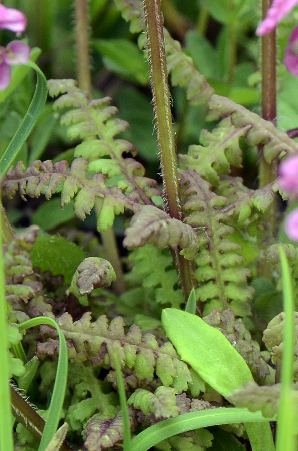 Pedicularis verticillata / Pedicolare a foglie verticillate